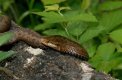 Reptiles and Amphibians: Adder (Vipera berus)